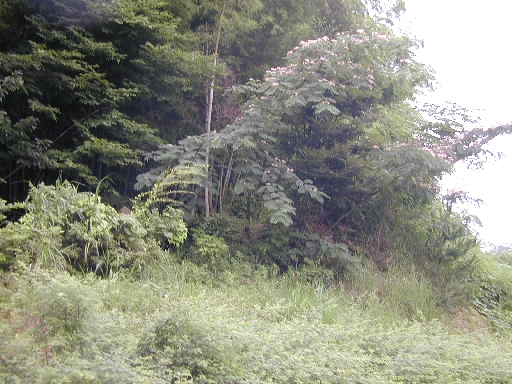 DSCN0197