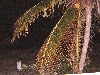 Dscf0033