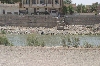 samawah