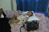 samawah