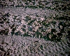 CNXT0051