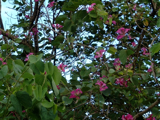 DSCF0685