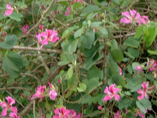 DSCF0686