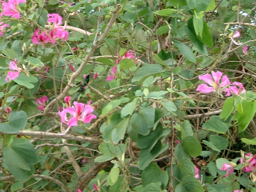 DSCF0687
