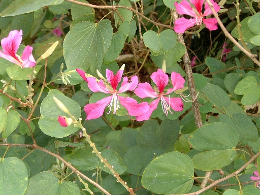 DSCF0690
