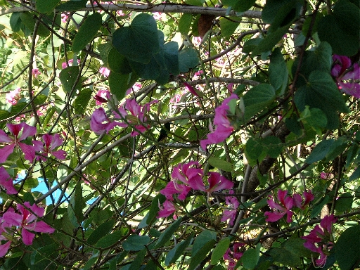DSCF0696