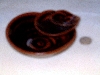 DSCF0546