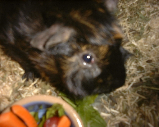 DSC00994