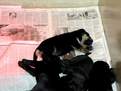 Bos Litter 2