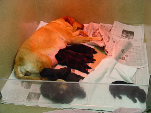 Bos Litter with Mom