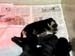 Bos Litter 2
