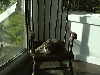 Lucy1
