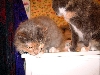 Dscf1581