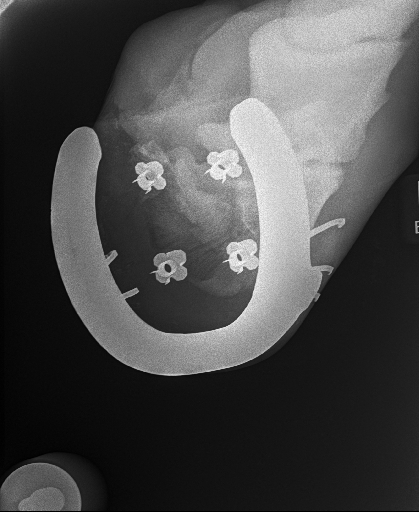20240629radiograph_17