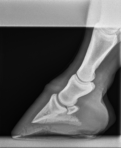 20240709radiograph_1