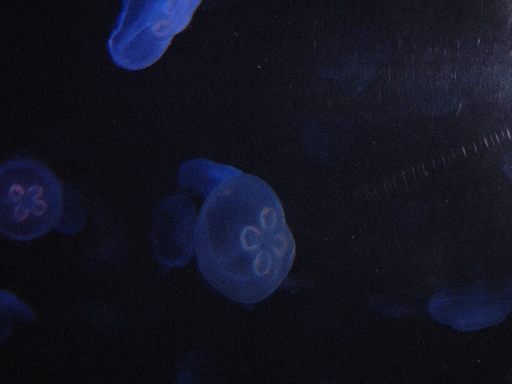 DSCF0406