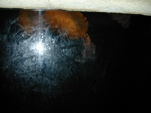 DSCN0016