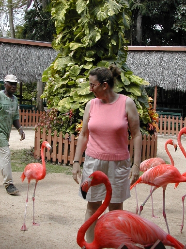 ben+flamingo