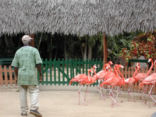 flamingos