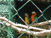 2parrots