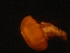 DSCF0401