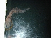 dscn0019