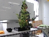DSCN0384