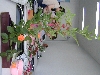 DSCN0386