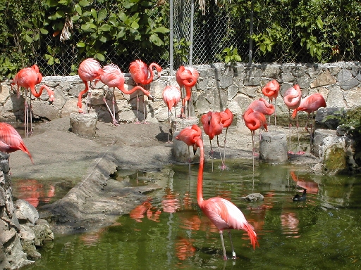 flamingo+
