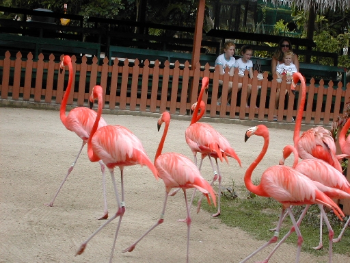 flamingo2